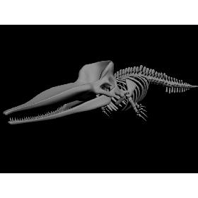 Sperm whale skeleton